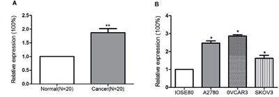 MicroRNA-320a Promotes Epithelial Ovarian Cancer Cell Proliferation and Invasion by Targeting RASSF8